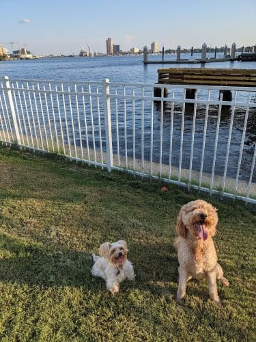 Bea Arthur Dog Park - Norfolk, VA