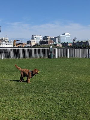Bea Arthur Dog Park - Norfolk, VA