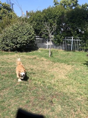 Bea Arthur Dog Park - Norfolk, VA