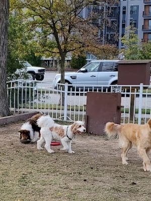 Bea Arthur Dog Park - Norfolk, VA