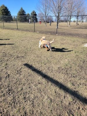 Maxwell Park Dog Park - Normal, IL