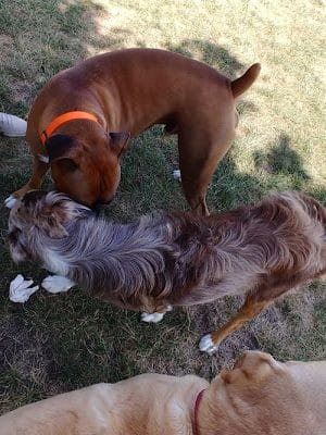 Maxwell Park Dog Park - Normal, IL