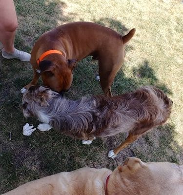 Maxwell Park Dog Park - Normal, IL