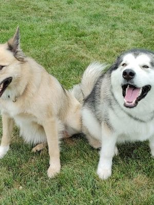 Maxwell Park Dog Park - Normal, IL