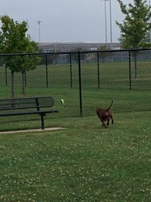 Maxwell Park Dog Park - Normal, IL