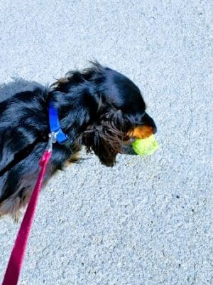 Cedar Creek Dog Park