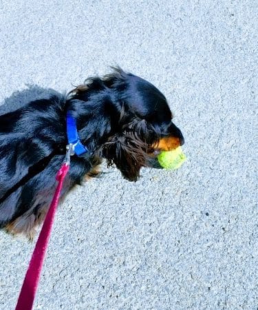 Cedar Creek Dog Park