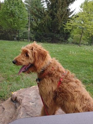 Cedar Creek Dog Park
