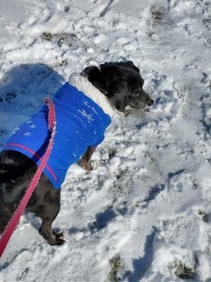 Cedar Creek Dog Park