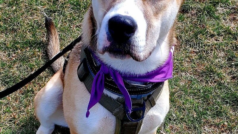 North Brunswick Dog Park - North Brunswick Township, NJ