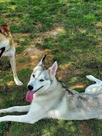 North Brunswick Dog Park - North Brunswick Township, NJ