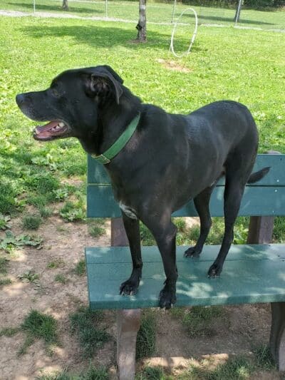 North Brunswick Dog Park - North Brunswick Township, NJ