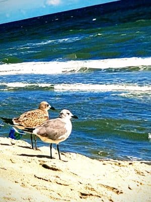 Cherry Grove Oceanfront Park