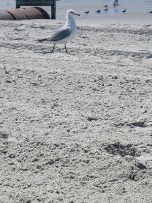 Public Beach Access