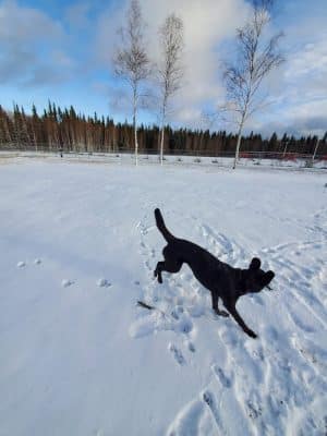 North Pole Dog Park