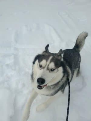 North Pole Dog Park