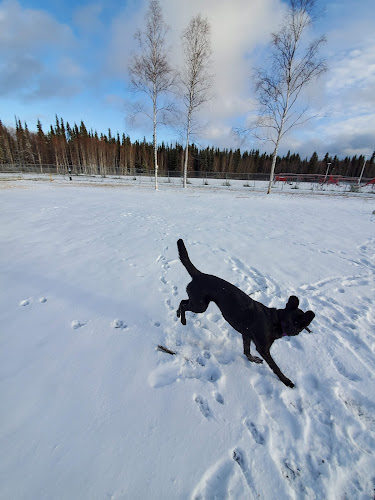 North Pole Dog Park
