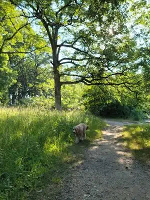 Mayslake