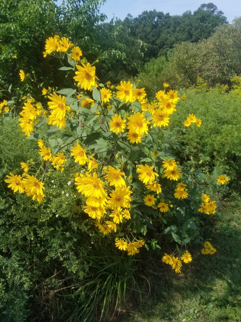 Mayslake - Oak Brook, IL