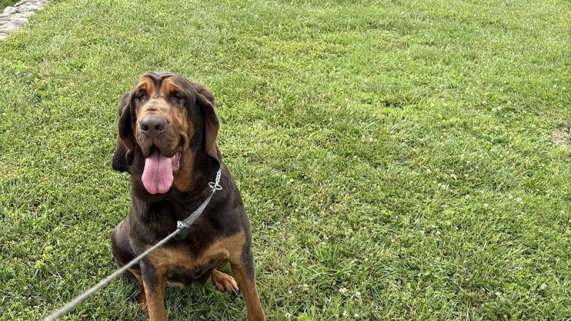 Oak Hill Dog Park - Oak Hill, WV