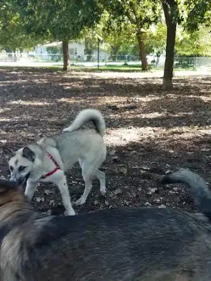 Bailey's Crossing Dog Park