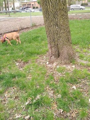 Bailey's Crossing Dog Park