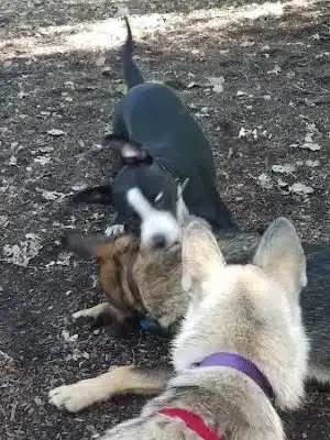 Bailey's Crossing Dog Park