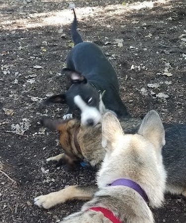 Bailey's Crossing Dog Park