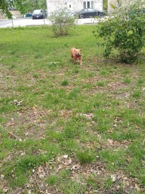 Bailey's Crossing Dog Park