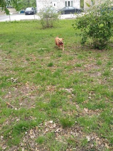 Bailey's Crossing Dog Park