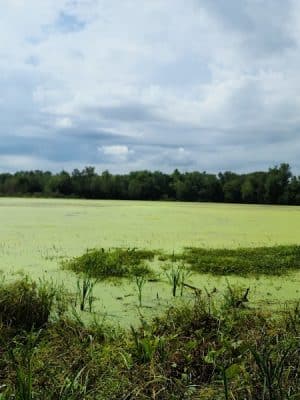 Patoka River National Wildlife Refuge Snakey Point