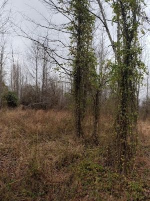 Patoka River National Wildlife Refuge Snakey Point