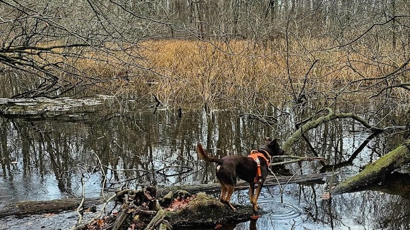Alley Pond Park - Oakland Gardens, NY