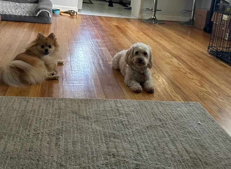 Queens Dog Walk - Oakland Gardens, NY