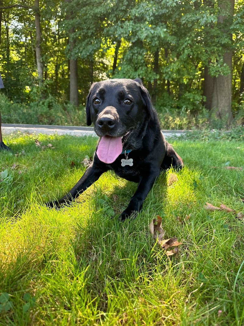 Queens Dog Walk - Oakland Gardens, NY