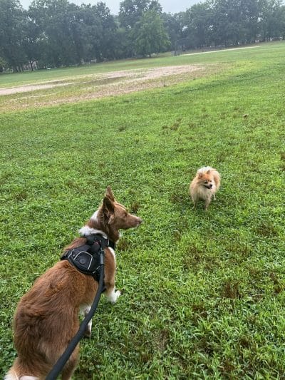Queens Dog Walk - Oakland Gardens, NY