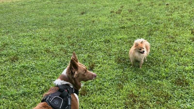 Queens Dog Walk - Oakland Gardens, NY