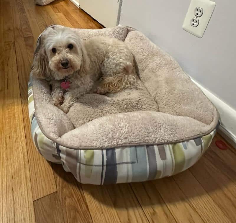 Queens Dog Walk - Oakland Gardens, NY