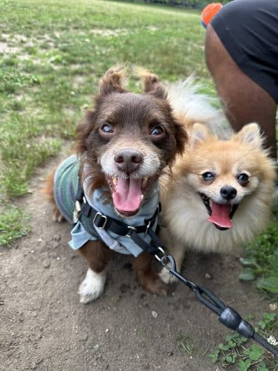Queens Dog Walk - Oakland Gardens, NY