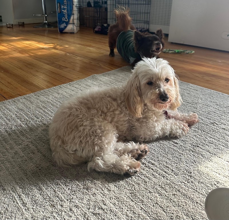 Queens Dog Walk - Oakland Gardens, NY