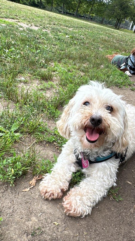 Queens Dog Walk - Oakland Gardens, NY