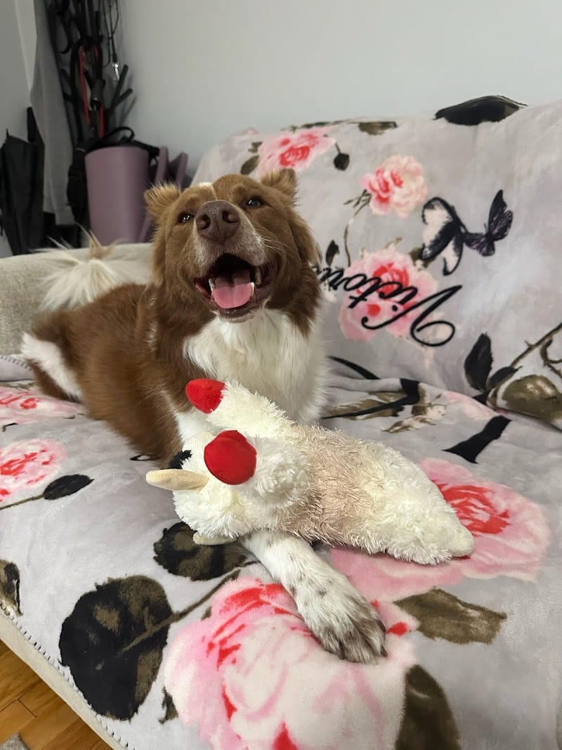 Queens Dog Walk - Oakland Gardens, NY