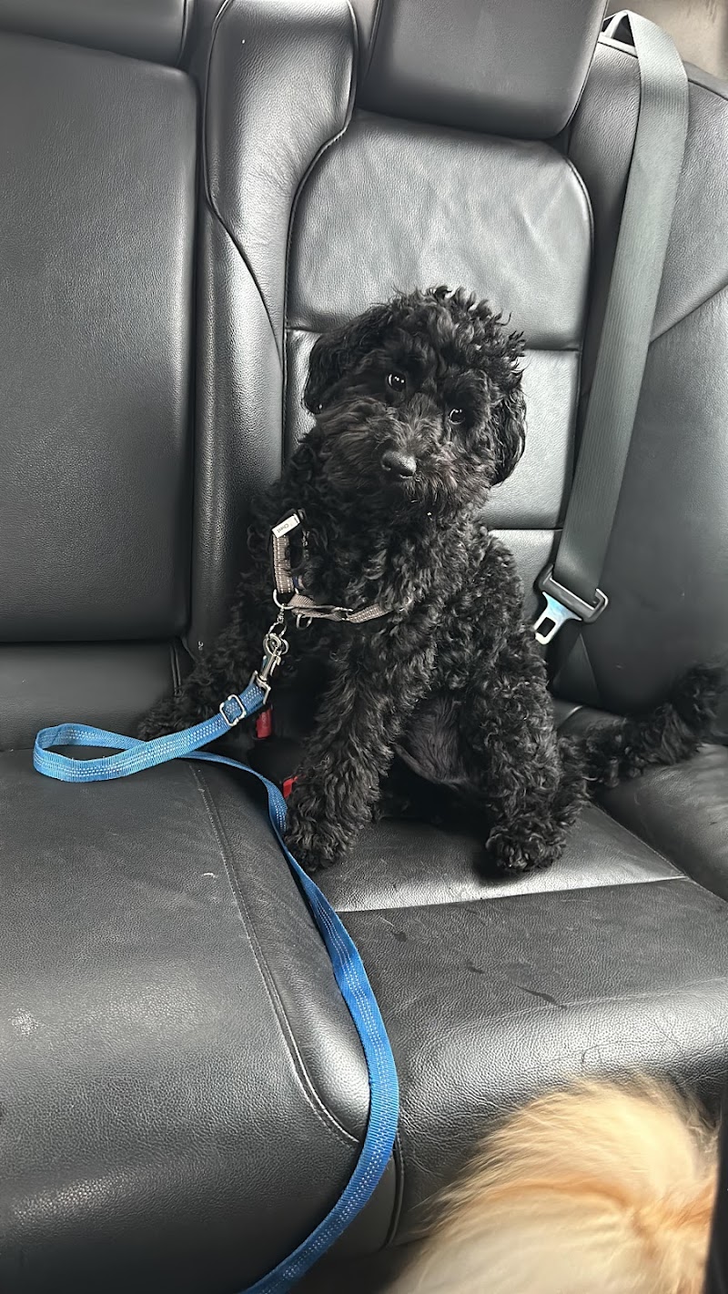 Queens Dog Walk - Oakland Gardens, NY