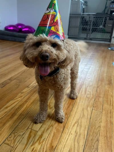 Queens Dog Walk - Oakland Gardens, NY