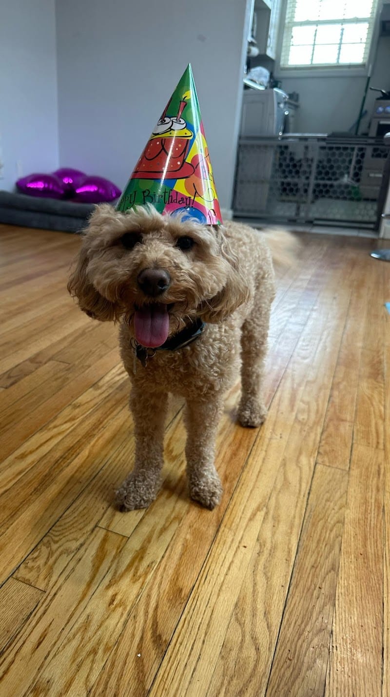 Queens Dog Walk - Oakland Gardens, NY