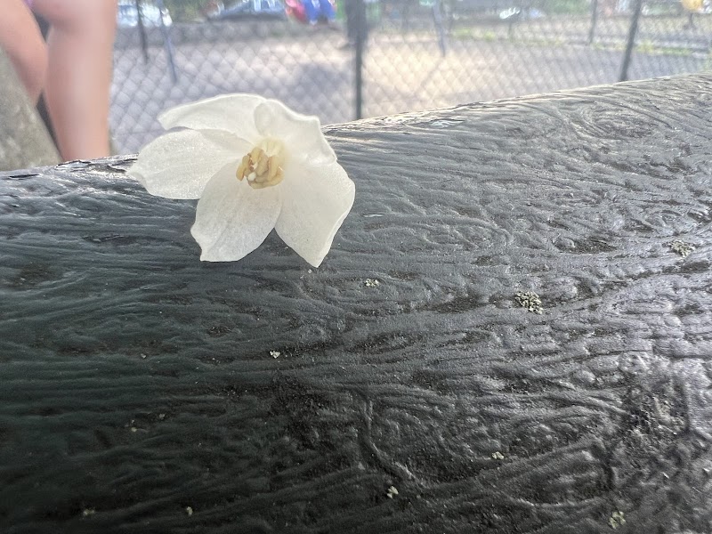 Alley Park - Oakland Gardens, NY