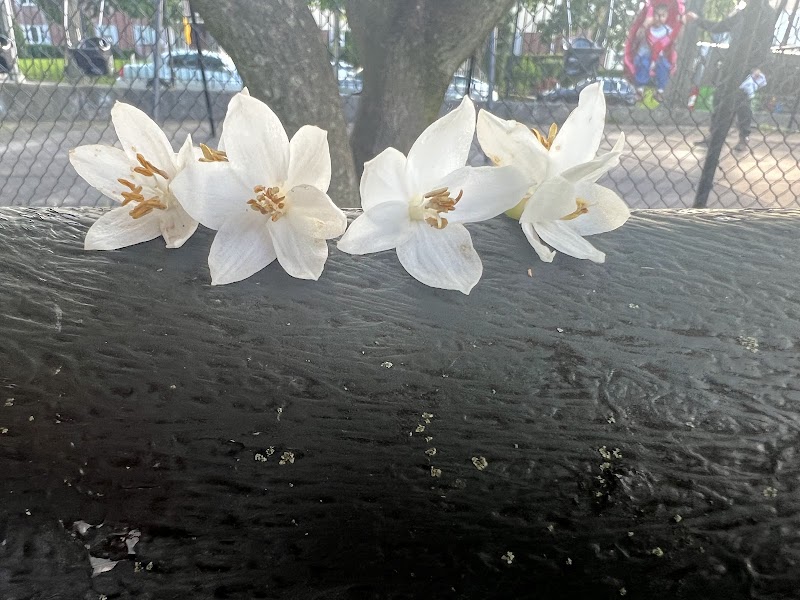 Alley Park - Oakland Gardens, NY