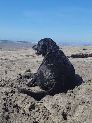 Off Leash Dog Beach - Ocean Shores, WA
