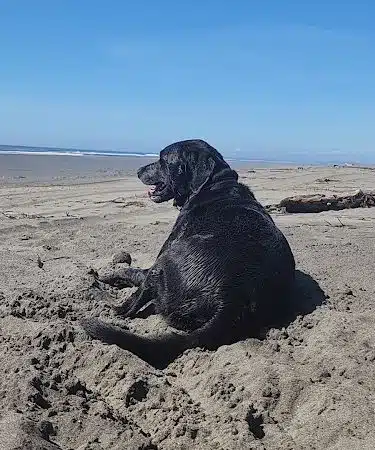 Off Leash Dog Beach - Ocean Shores, WA