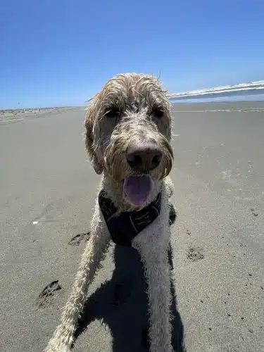 Off Leash Dog Beach - Ocean Shores, WA